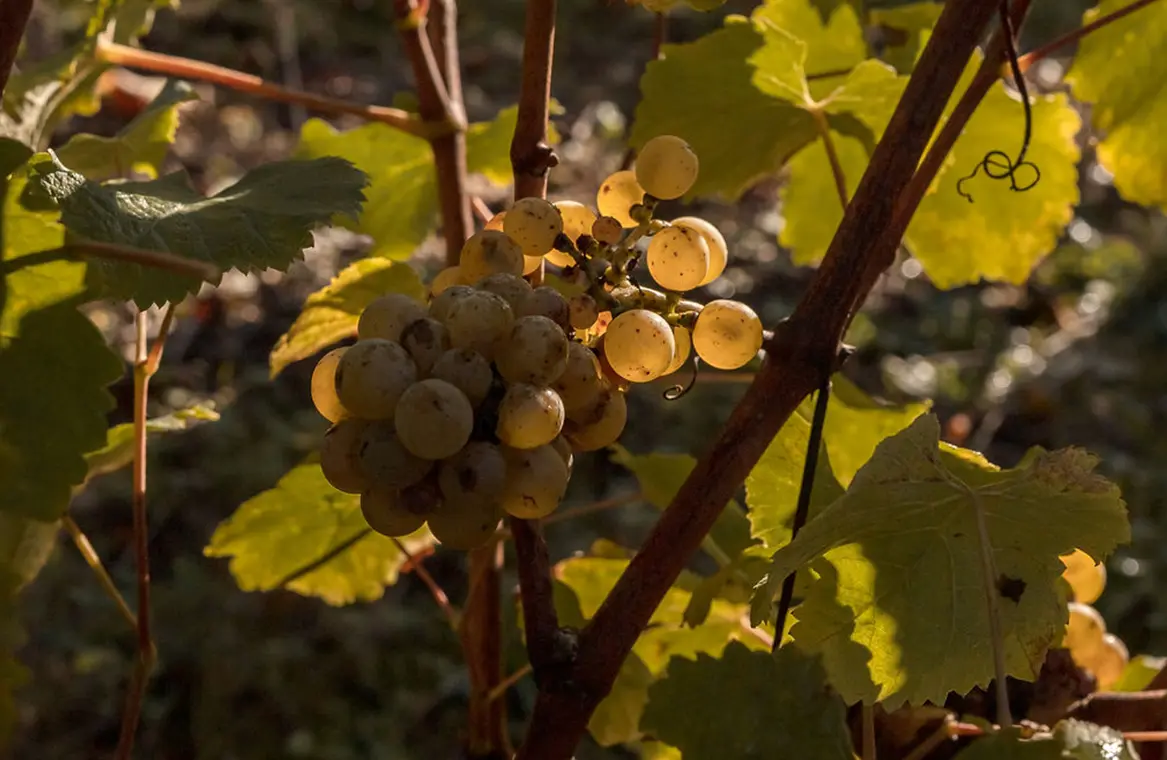 Domaine du Haut Fourneau