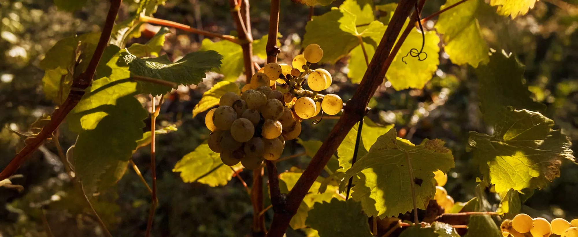Domaine du Haut Fourneau